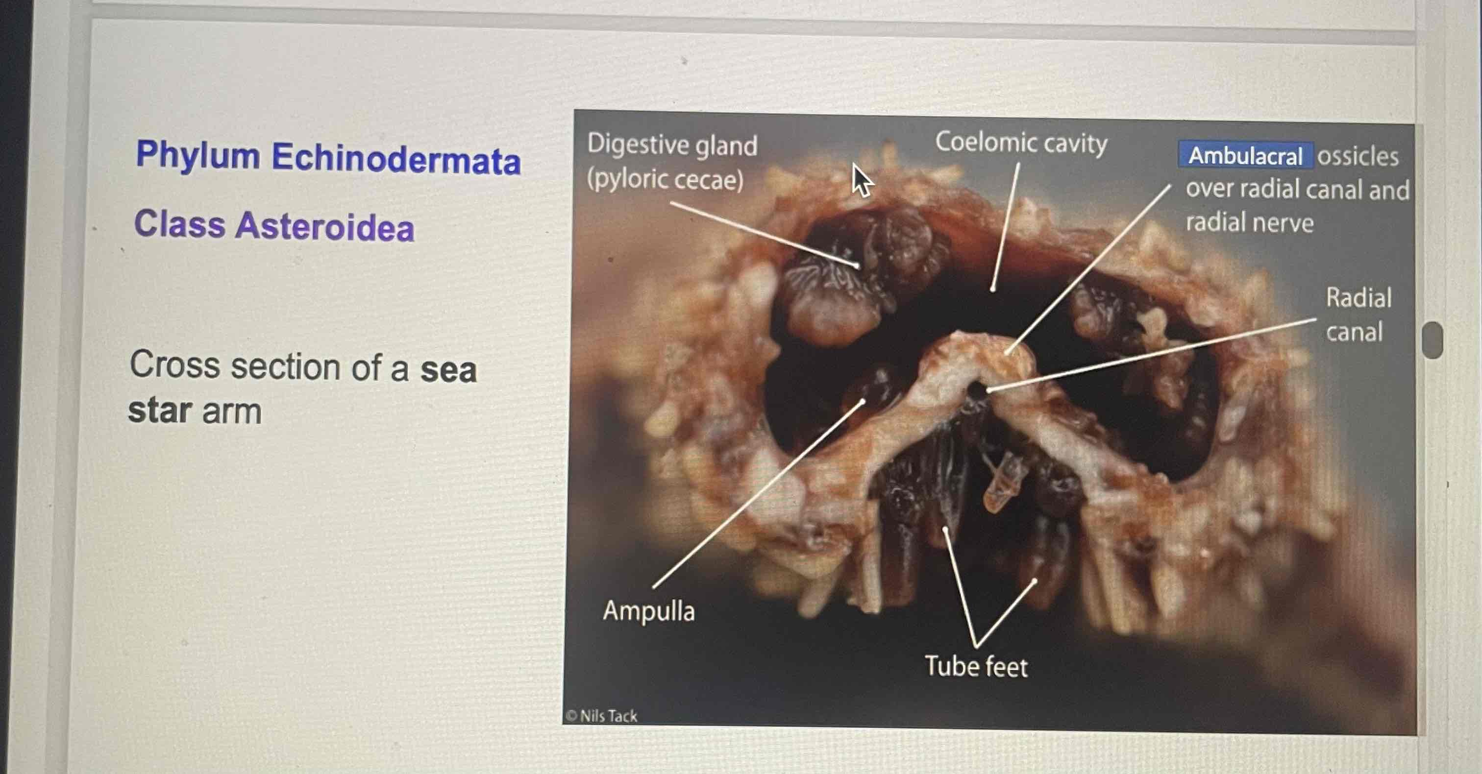 <p>Sea star cross section</p>