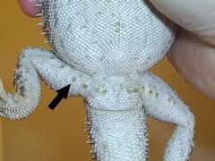 <p>Sexually dimorphic glands prominent in the mature lizard that are located on the ventral surface of lizard thighs</p>