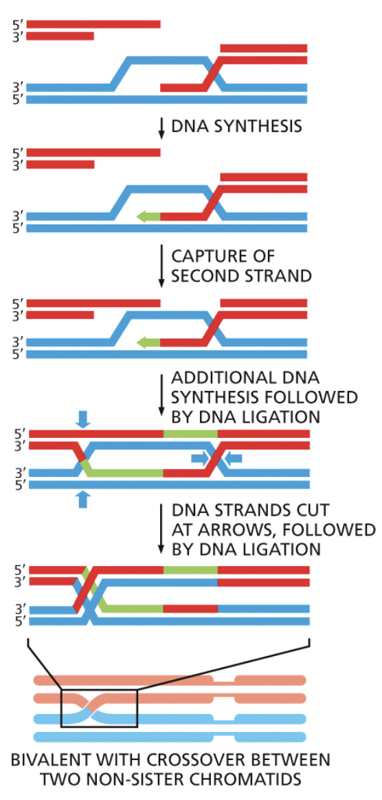 <ul><li><p>The name for homologous recombination that occurs during Metaphase I of meiosis. Gives rise to genetic variation</p></li><li><p>When homologous chromosome pairs line up on the metaphase plate, a <span style="background-color: transparent;"><span>double strand break is intentionally made by recombination proteins</span></span></p></li><li><p><span style="background-color: transparent;"><span>A nuclease digests the 5’ end of both strands of the DNA that were just broken</span></span></p></li><li><p><span style="background-color: transparent;"><span>Strand invasion occurs with the broken chromosome from one parent and an unharmed strand from another parent</span></span></p></li><li><p><span style="background-color: transparent;"><span>DNA is synthesized with polymerase using the other parents chromosome as a template</span></span></p></li><li><p><span style="background-color: transparent;"><span>A ligation event pastes these two chromosomes together in what is called </span><u><span>holiday junctions</span></u><span>.</span></span></p></li><li><p><span style="background-color: transparent;"><span>Eventually the holiday junctions break and the result is two chromosomes with a few new alleles from the opposite parent</span></span></p></li></ul><p></p>