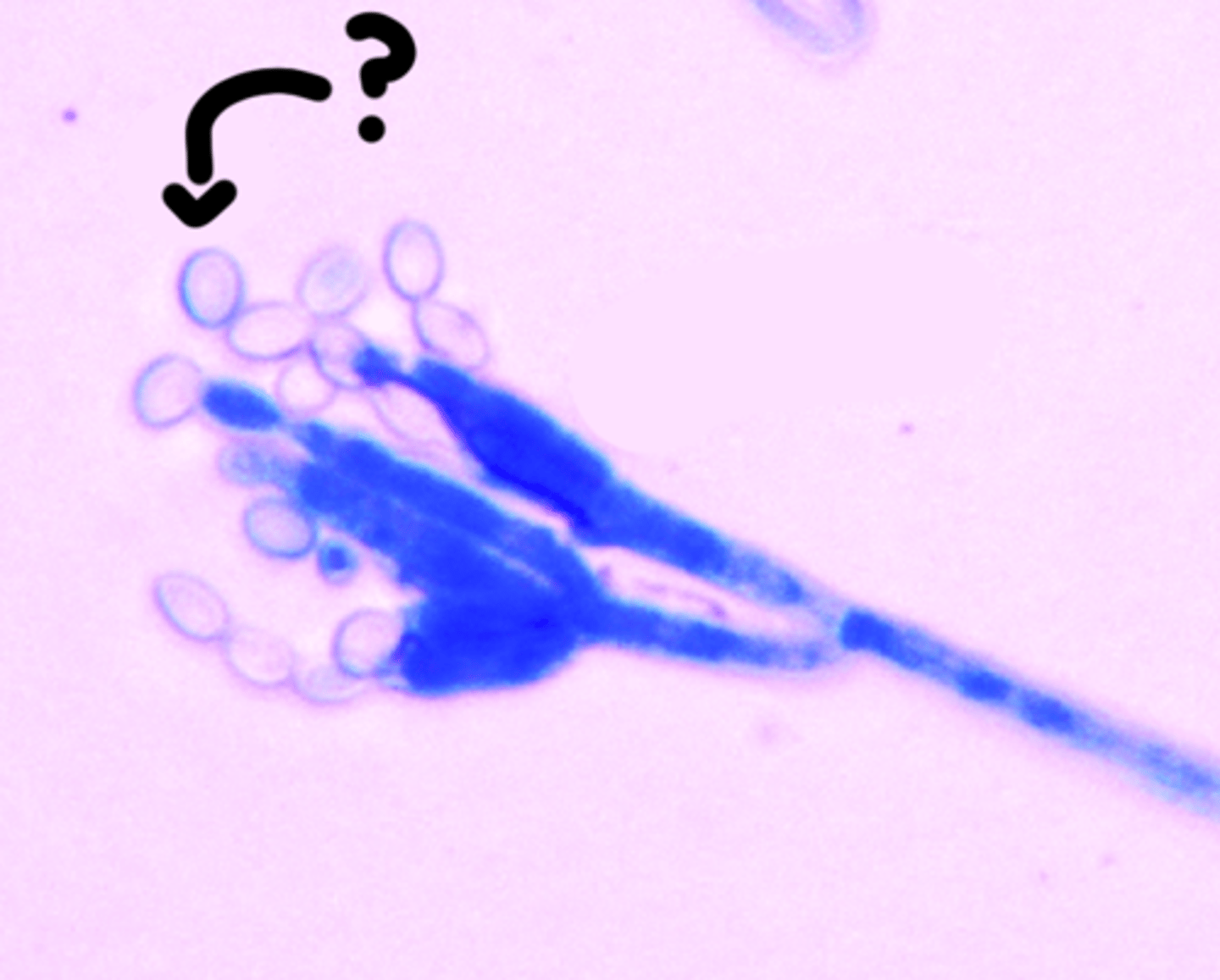 <p>Asexual spores produced by fungi through a process called conidiation, typically serving as a means of dispersal and reproduction.</p>