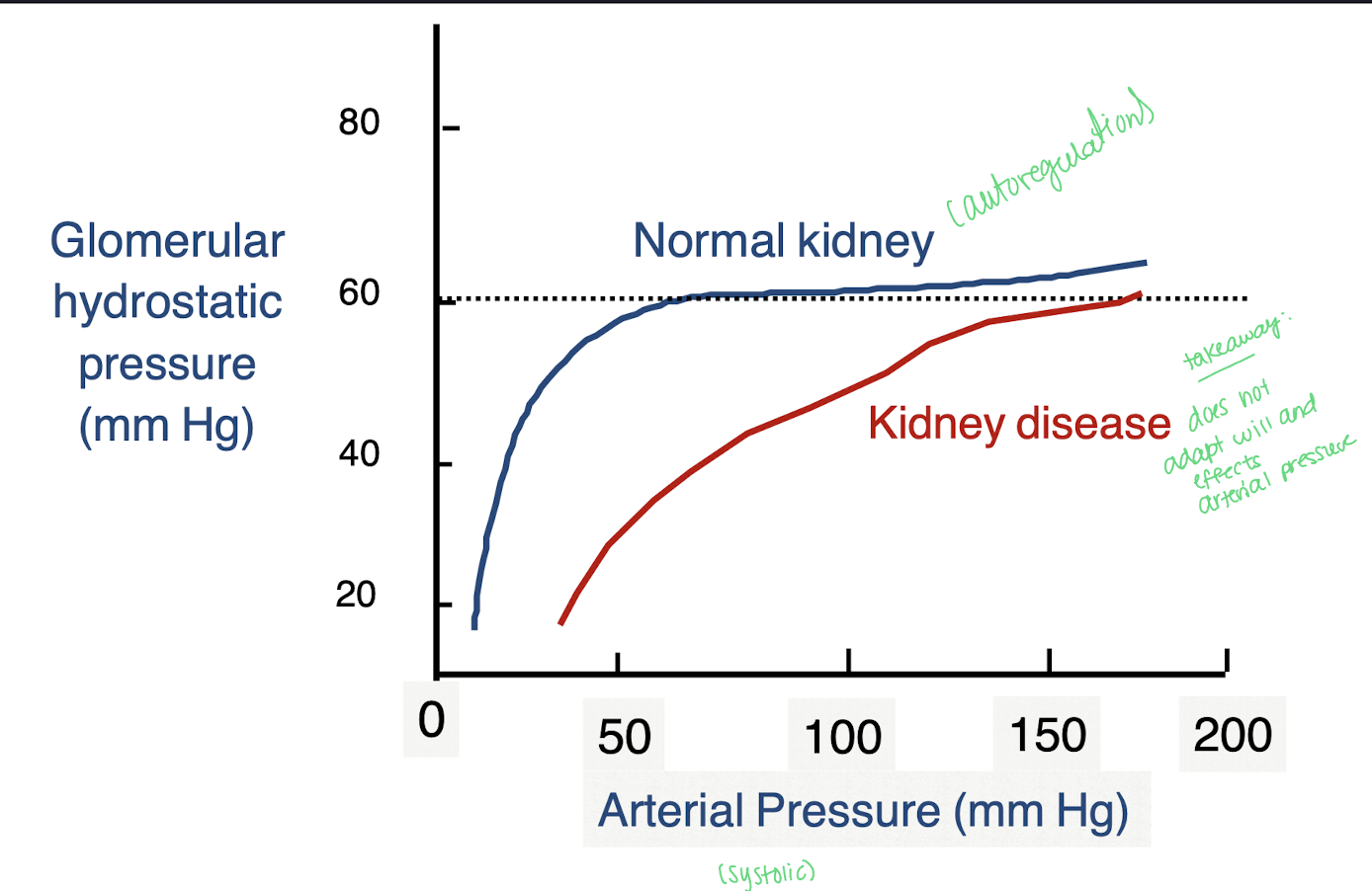 <p>In a normal kidney, as arterial pressure (systolic) rises, GHP will rise due to increased glomerular perfusion; however, in kidney disease, this autoregulatory mechanism may be impaired, leading to a reduced ability to maintain stable GHP despite fluctuations in arterial pressure. </p><ul><li><p>autoregulation protects nephrons and ensures steady urine output</p></li></ul><p></p>
