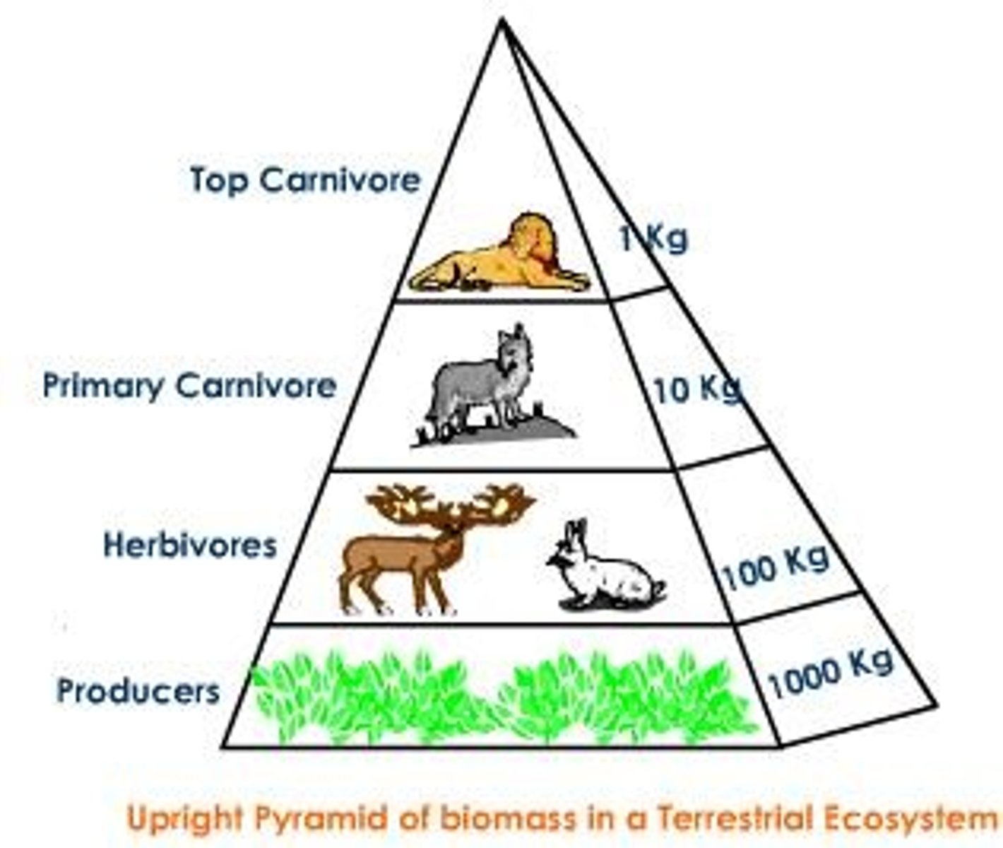 <p>Pyramid where each level represents the amount of biomass consumed by the level above it</p>
