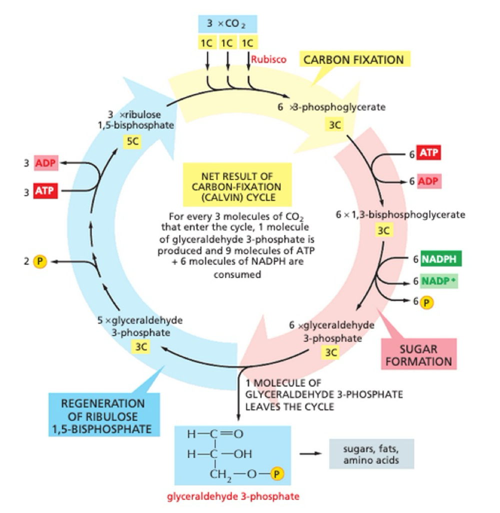 <p>light independant reaction</p><p>thylakoid membrane is impermeable to ATP + NADPH - no diffusion back into thylakoid membrane</p><p>ATP and NADPH + CO<sub>2</sub> </p><ul><li><p>used to produce simple 3-carbon sugar</p></li><li><p>exported + used as precursor for synthesis of other metabolites</p></li></ul><p></p>