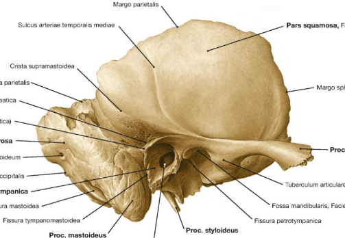 <p>smilkinkaulis</p>