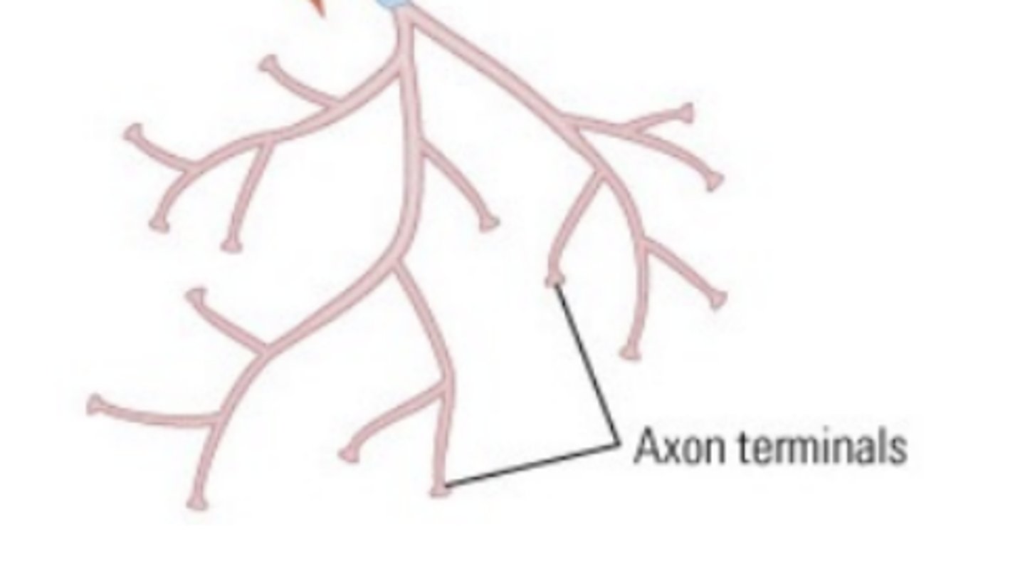 <p>transmits signals to other neurons</p>