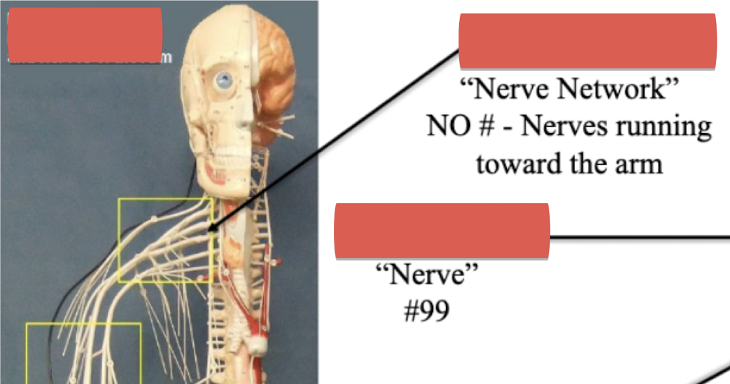 <p>Label Nerve Network </p>