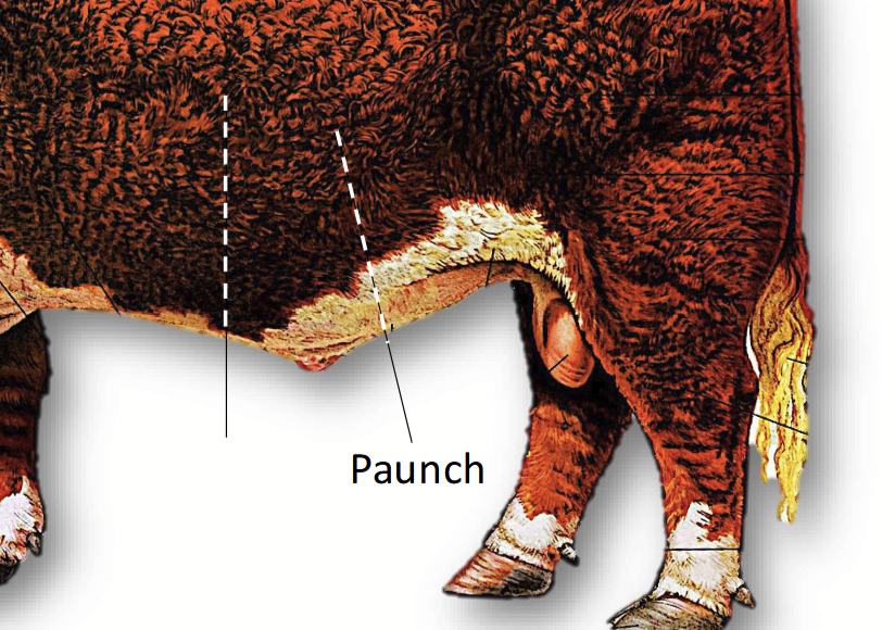 <p>Cut of beef.</p><p>Found behind the shoulder to the first few ribs. Contains more muscle than the loin.</p><p>Mostly used in prime ribs or ribeye steak, known for its tenderness and marbling.</p>