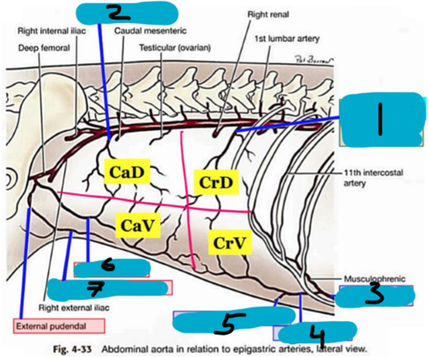 <p>Abdominal wall blood vessels:</p><p>3</p>