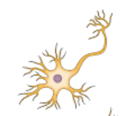 <p>-efferent (conduct input from CNS to effectors)</p><p>-multipolar</p>