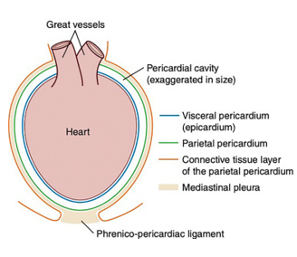 <p>Pericardium Anatomy<br>Attached to?<br>Comprised of?<br>Contains?<br>Purpose?</p>