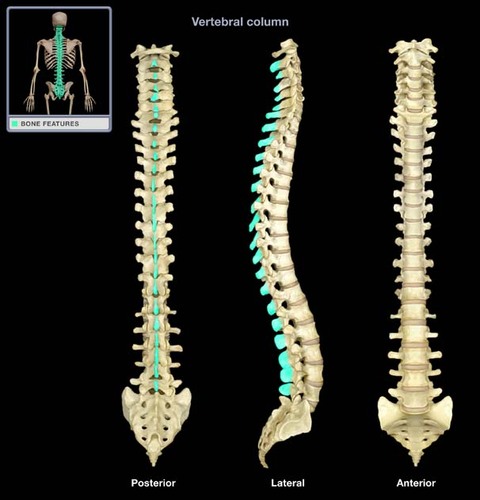 a bony projection off the posterior (back) of each vertebra.