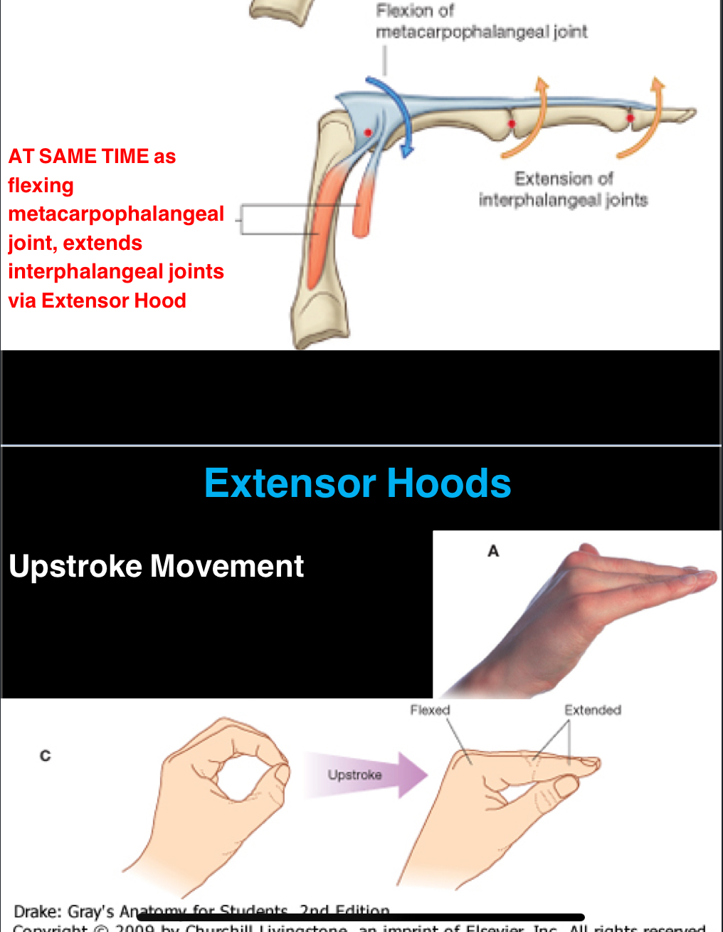 <p>Simply put:</p><p></p><p>The lumbricals attach to two spots, the metacarpophalangeal joint and the extensor hood. The attachment to the MCPJ will do flexion, while the attachment to the extensor hood does extension. </p><p></p><p>So, the lumbricals are flexing at the MCPJ and extending at the interphalangeal joints. </p><p></p><p>This allows for an upstroke movement of the fingers during gripping and precise movements. The extensor hood is a structure that spreads across the back of the fingers, allowing coordinated action of muscles for fine motor control. </p>