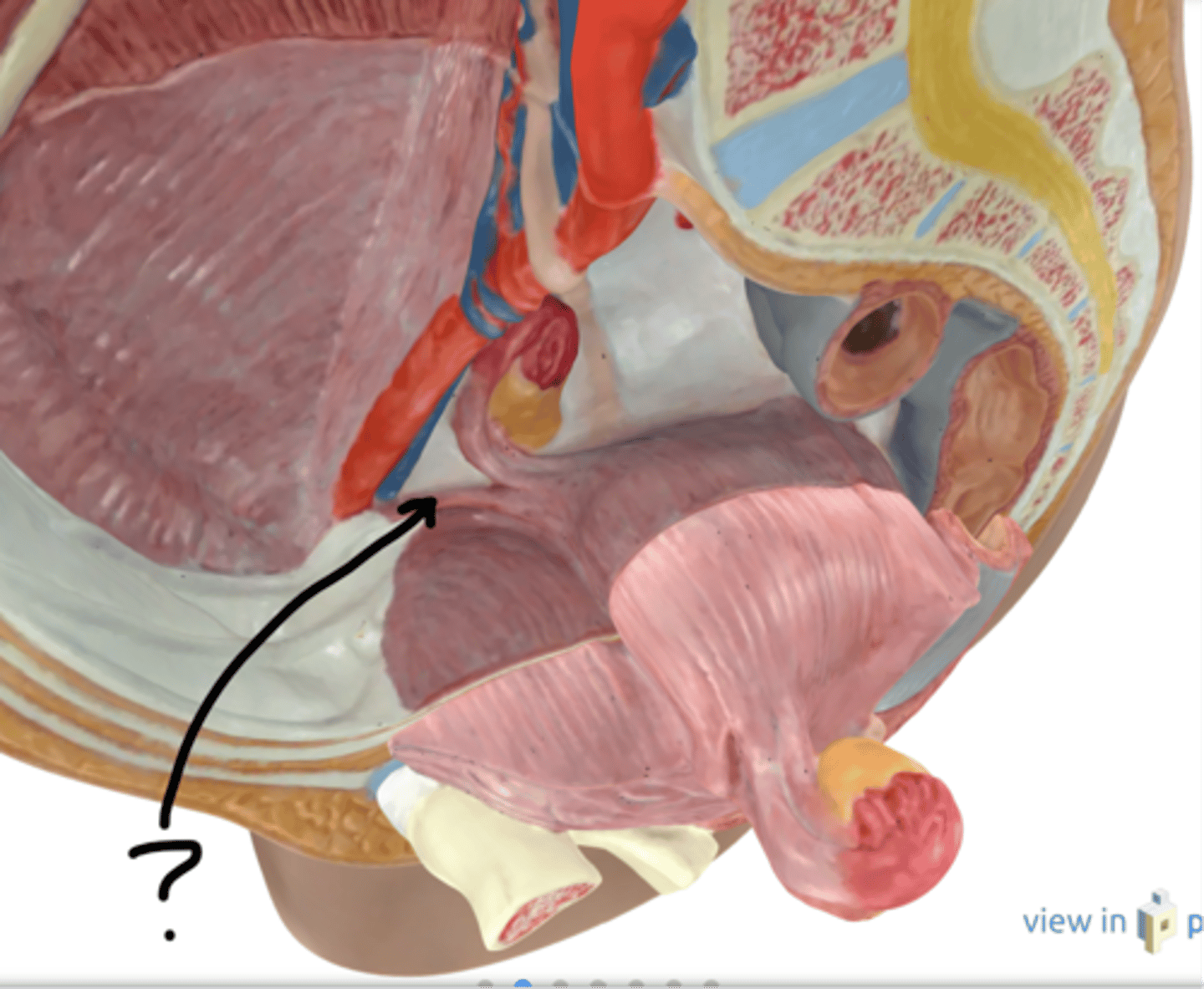 <p>Name this connective tissue</p>