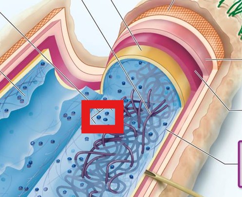 <p>Which structure of a Bacterial:</p><ul><li><p>Tiny particles composed of protein and RNA that are the sites of protein synthesis</p></li></ul><p></p>