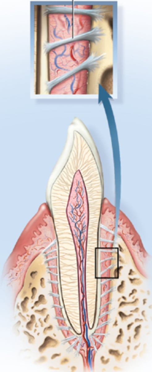 <p>held in place by periodontal ligaments; slight movement under stress</p>