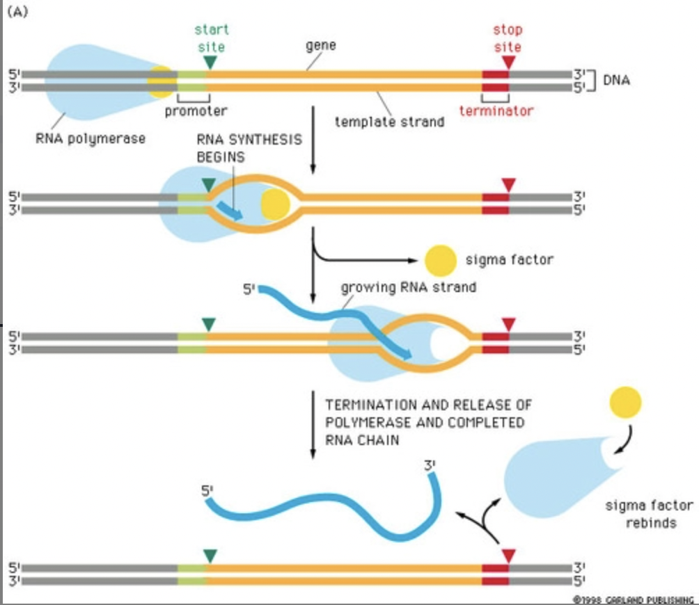 ***1. Initiation:*** RNA polymerase binds to the promoter (TATA) at the beginning of the gene to be transcribed

\
***2. Elongation:*** RNA polymerase synthesizes mRNA molecules in 5' → 3' direction by reading DNA in 3' → 5' direction 

\
***3. Termination:*** ends when RNA polymerase reaches the terminator sequence → DNA "re-zips" and is unchanged by the process