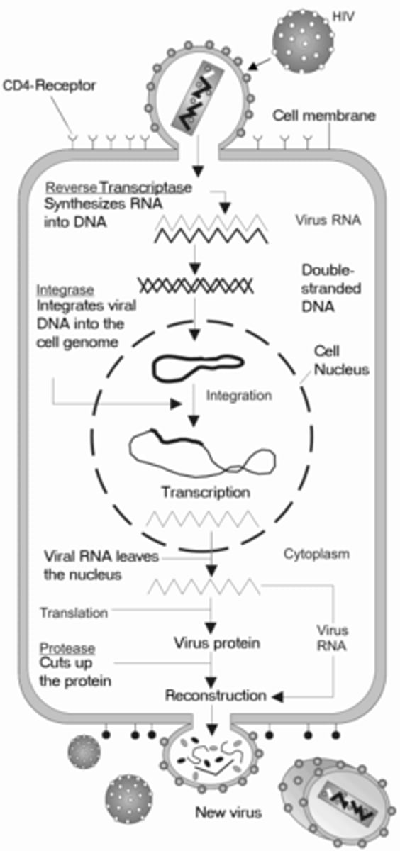 <p>1. manufacture mRNA</p><p>2. enter lysogenic cycle</p>
