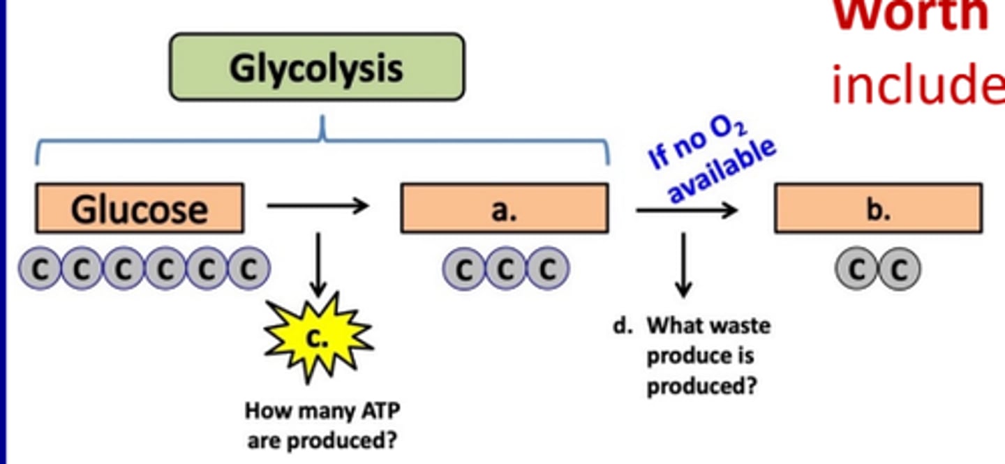 <p>a. pyruvic acid<br>b. alcohol<br>c. 2 ATP<br>d. CO2</p>