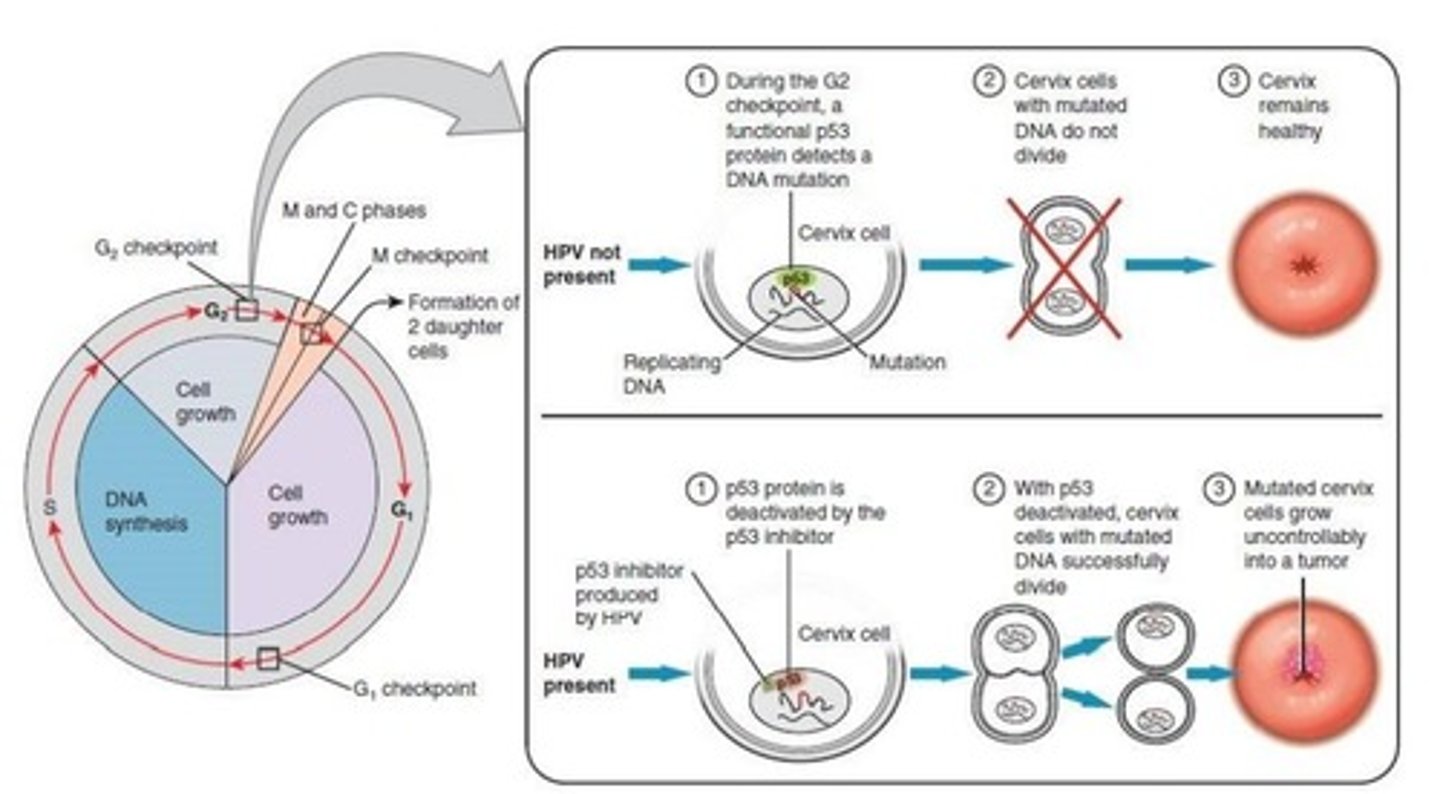 <p>HPVs invade the skin/mucous membranes of the penis, vagina or anus. </p><p>Once inside the cells, HPV replicates. Over 1/2 of HPVs can permanently integrate into cells chromosomes. </p><p>Hijacking of human host cells occurs to produce viral E6 and E7 proteins can trigger cancer, especially if the host already has the Herpes virus.</p>