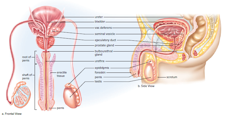 Male reproductive system.