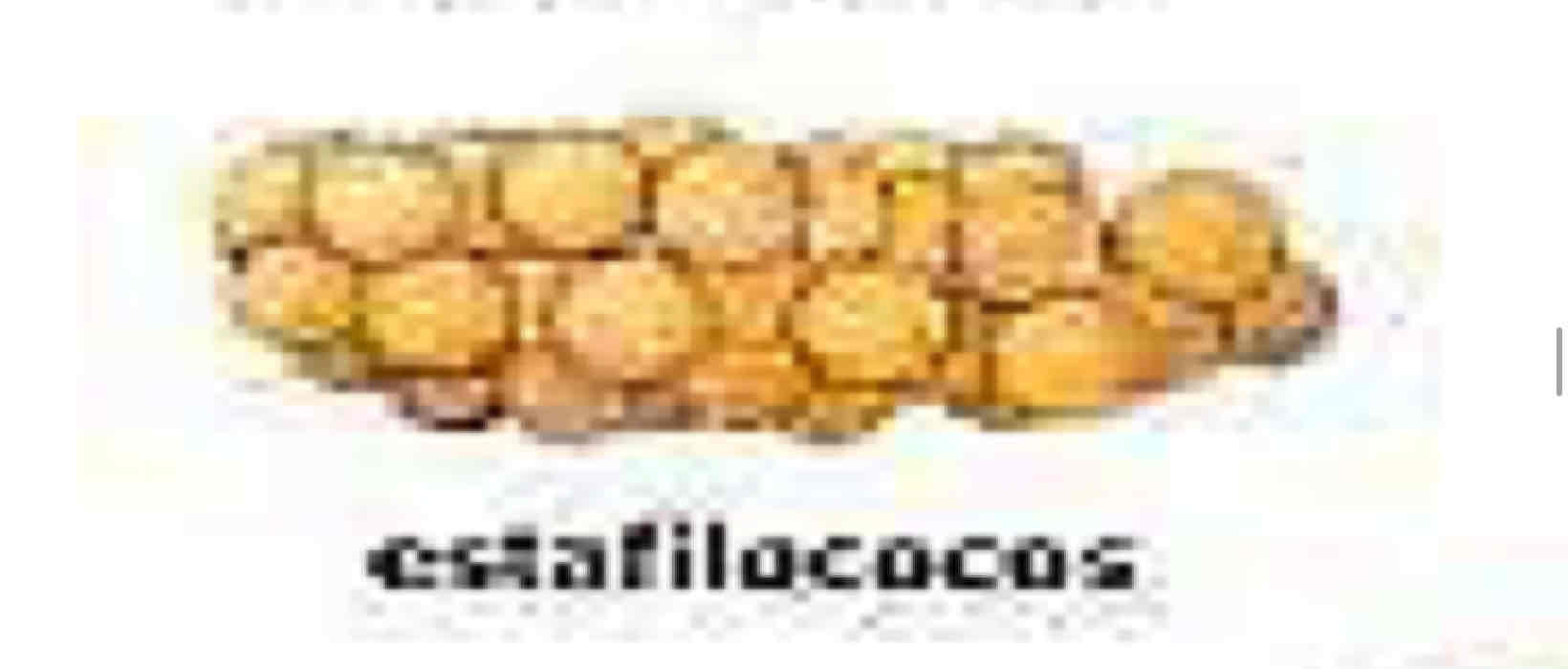 <p>Estafilococos</p>