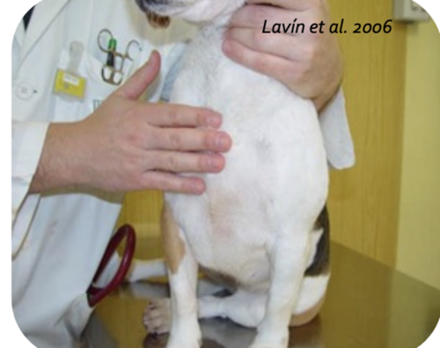 <p>what is being palpated?</p>