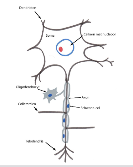 <ul><li><p>cellichaam (= perikaryon/ soma) → bestaat uit:</p><ul><li><p>kern</p></li><li><p>omgevend cytoplasma</p></li></ul></li><li><p>dendrieten = afferente vezels</p><ul><li><p>gespecialiseerd om prikkels te ontvangen van andere neuronen thv synapsen</p></li></ul></li><li><p>axon = efferente vezel</p><ul><li><p>lange uitloper gespecialiseerd in geleiden van zenuwimpulsen naar andere cellen (neuronen, spiervezels &amp; klieren)</p></li><li><p>axon: gemyeliniseerd of niet</p></li></ul></li></ul><p></p><p>→ bouwschema meestal aanwezig, maar vorm &amp; grootte van perikaryon en aantal uitlopers kunnen variëren</p><ul><li><p>sommige neuronen: erg groot</p><ul><li><p>bv. Purkinje-cellen in cerebellaire cortex</p></li><li><p>bv. lowermotor-neuronen in voorhoorn van ruggenmerg</p></li></ul></li><li><p>sommige neuronen: erg klein</p><ul><li><p>bv. stellaire cellen in cerebrale cortex</p></li><li><p>bv. granulaire cellen (korrelcellen) in cerebellaire cortex</p></li></ul></li></ul><p></p>