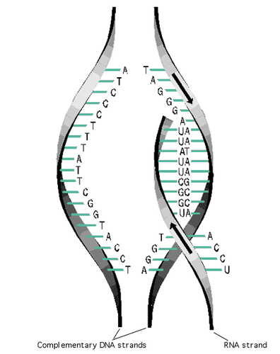 <p>During transcription, one of the the two strands of a DNA molecule is used as a template for the creation of an RNA strand. Because of the base pairing rule, the DNA template strand will always code for the complementary sequence of RNA nucleotides in the (A to U, C to G). The complementary base paring will maintain the sequence of the gene as mRNA is translated into protein.</p>