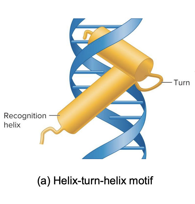 <ul><li><p>The motifs are special shapes or <strong>patterns in the transcription factors </strong>that allow them to <strong>bind to the DNA</strong></p></li><li><p>It’s like two sticks (α-helices) connected by a short bend (turn). The sticks help the protein bind to DNA.</p></li></ul><p></p>