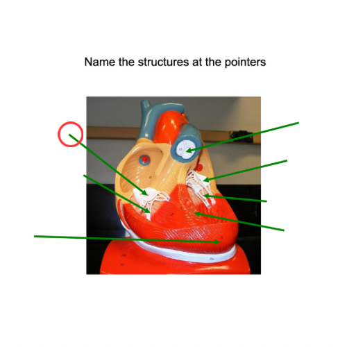 term image