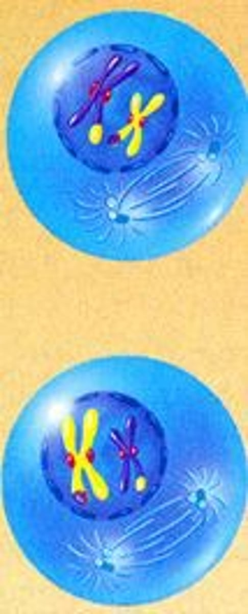 <p>Nuclear membrane breaks down.<br>New spindle fibers form</p>