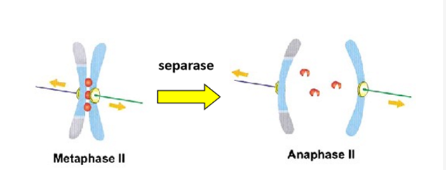 <ol><li><p>cohesines thv centromeer worden afgebroken door separase → chromosomen kunnen worden verdeeld</p></li></ol><p></p>