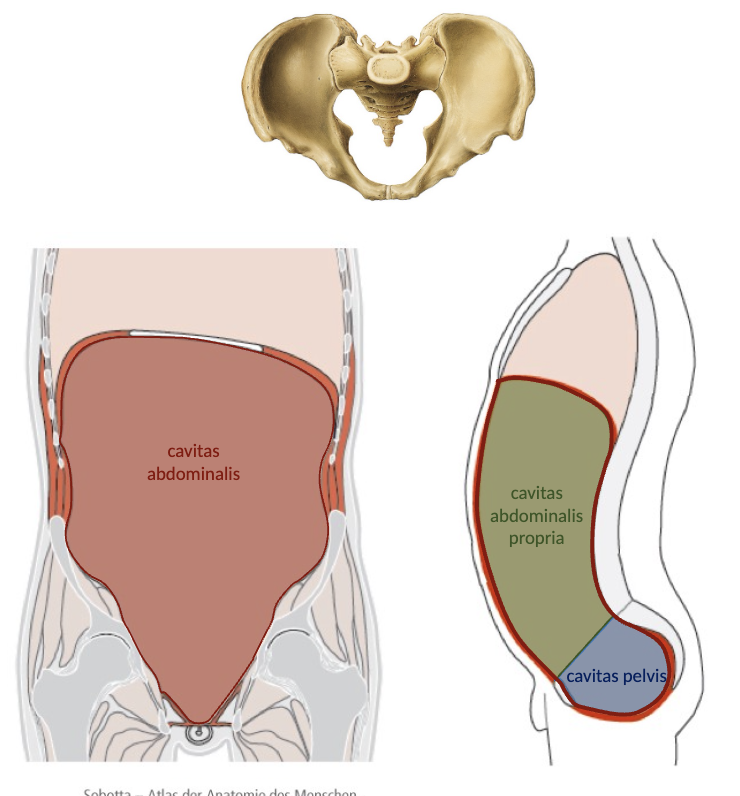 <p>Cavitas abdominalis propria</p><p>Cavitas pelvis</p>