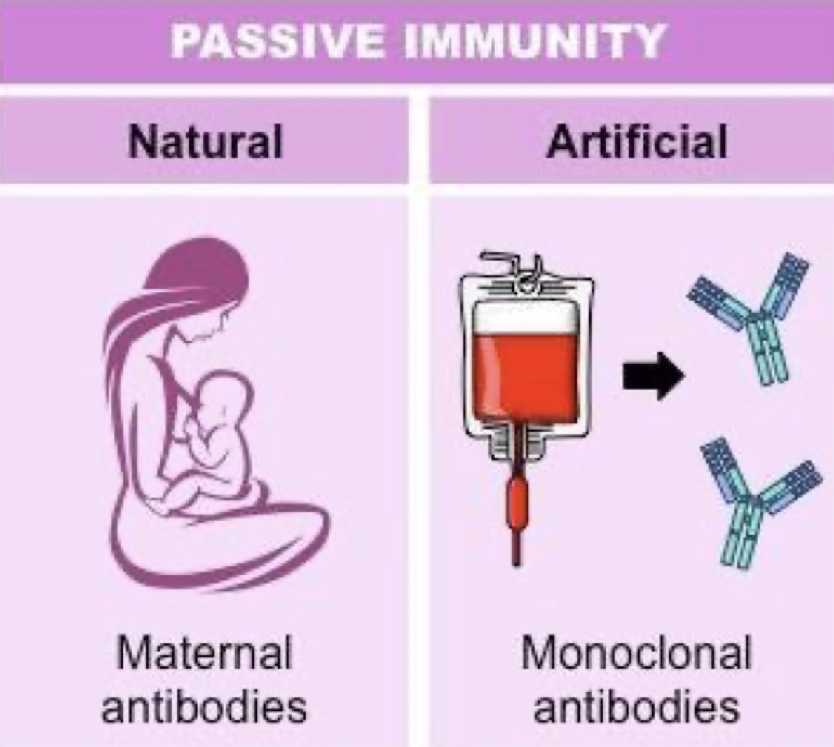 <ul><li><p>Short term</p></li><li><p>Naturally when protection is transferred from another another animal or human to help → Wanes with time (decreases in strength)</p><ul><li><p>Ex: Measles → Get the vaccine at 1 year old because mother has vaccine and passes antibodies</p></li></ul></li></ul><p></p>
