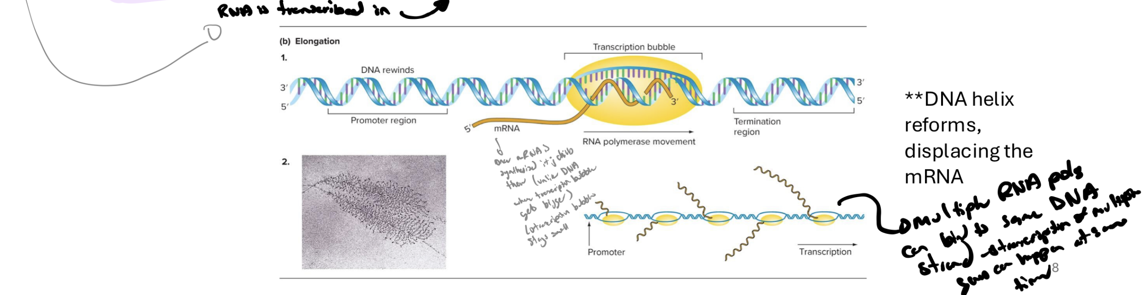 <ul><li><p>sigma factor is released from rna pol (rna pol is now the <strong>core enzyme</strong>)</p><ul><li><p>rna pol loses affinity for promoter and moves along template strand (in 3’ to 5’ to synthesize new rna in 5’ to 3’)</p></li></ul></li><li><p>NTPs are added to the nascent (fture) mRNA</p><ul><li><p>complimentary base pairing w dna</p></li><li><p>uracil is incorporated insted of thymine (both pair w A)</p></li></ul></li><li><p>nucs are added in the 5’ to 3’ direction</p></li></ul><p></p>