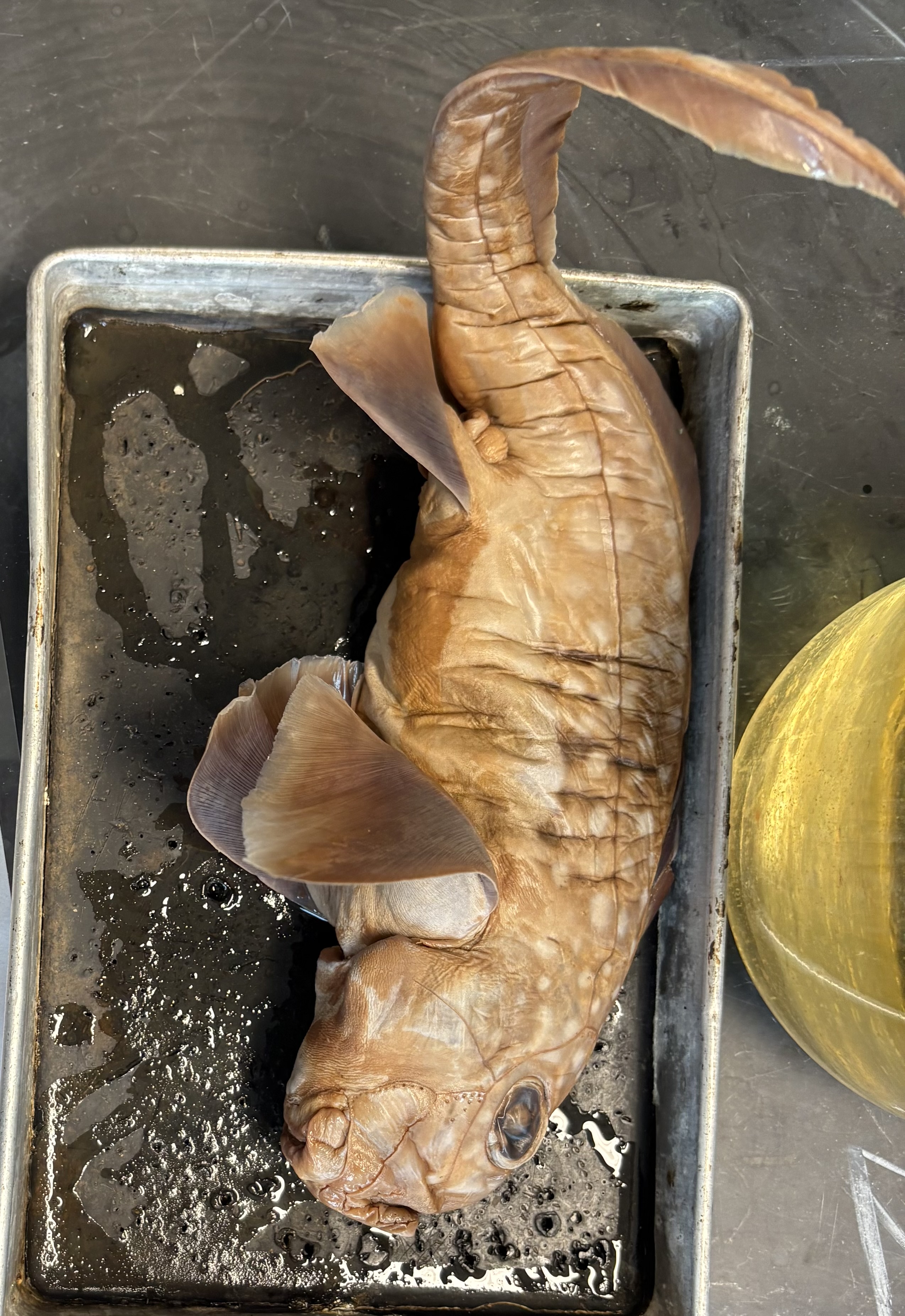 <p>name the class, subclass, and common name of this organism</p>