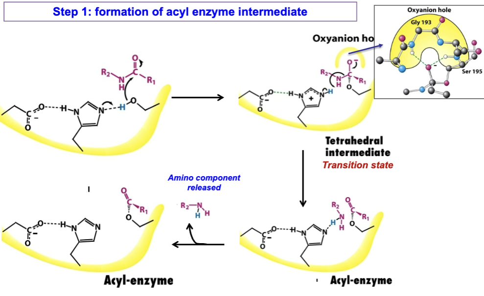 <p>Reactive serine cleaves peptide bond and releases the amino component. The carboxyl component remains attached to enzyme as an “acyl enzyme” intermediate</p><ol><li><p>Substrate binding</p></li></ol><ul><li><p>Peptide substrate sits in active site</p></li><li><p>Its P<sub>1</sub>&nbsp;aromatic side chain fits into S<sub>1</sub>&nbsp;pocket→ aligns peptide bond being cleaved next to Ser195</p></li></ul><ol start="2"><li><p>Activation of Ser195/Nucleophilic attack</p></li></ol><ul><li><p>His57 acts as base→ accepts proton from -OH of Ser195→ made possible by Asp102 stabilizing His57→ makes it more basic</p></li></ul><ul><li><p>Deprotonated Ser195 (strong alkoxide ion) attacks carbonyl of peptide bond</p></li><li><p>Forms tetrahedral intermediate at carbonyl carbon (stab. by oxyanion hole)</p></li></ul><ol start="3"><li><p>Collapse of tetrahedral intermediate</p></li></ol><ul><li><p>Oxyanion reforms carbonyl double bond, forcing peptide bond to break</p></li></ul><ol start="4"><li><p>Release of amine component</p></li></ol><ul><li><p>His57 donates a proton to leaving group (the amine end of the peptide)</p></li><li><p>Amine product diffuses away, leaving the acyl-enzyme intermediate</p></li></ul><p></p>