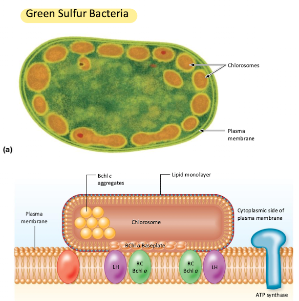 <p>Green Sulfur Bacteria</p>