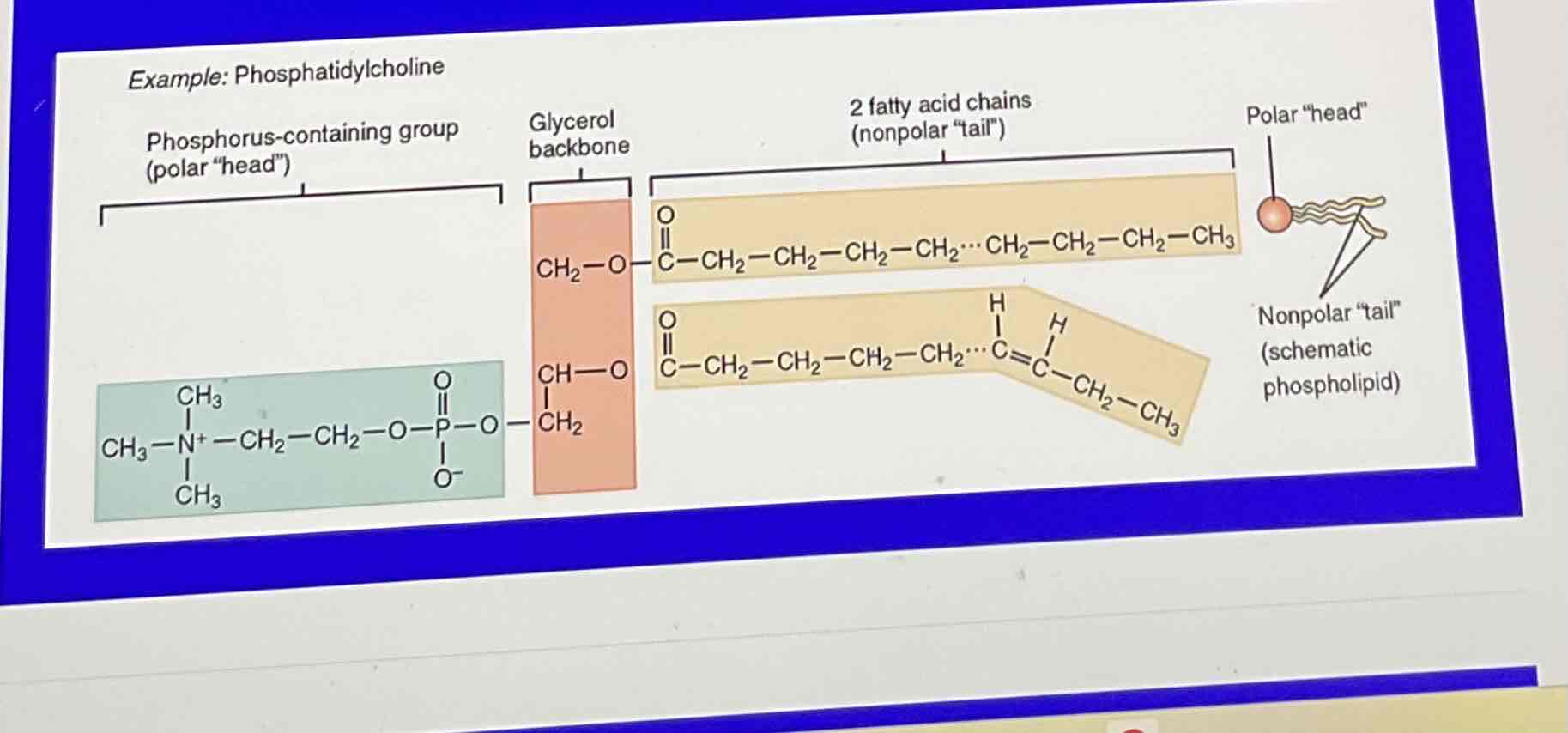 <p>The level where atoms combine to form molecules, which can be simple (like water) or complex (like carbohydrates, lipids, and proteins).</p>