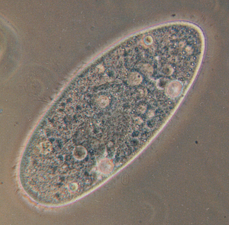 <p>move by cilia</p><p>ex: paramecium</p>