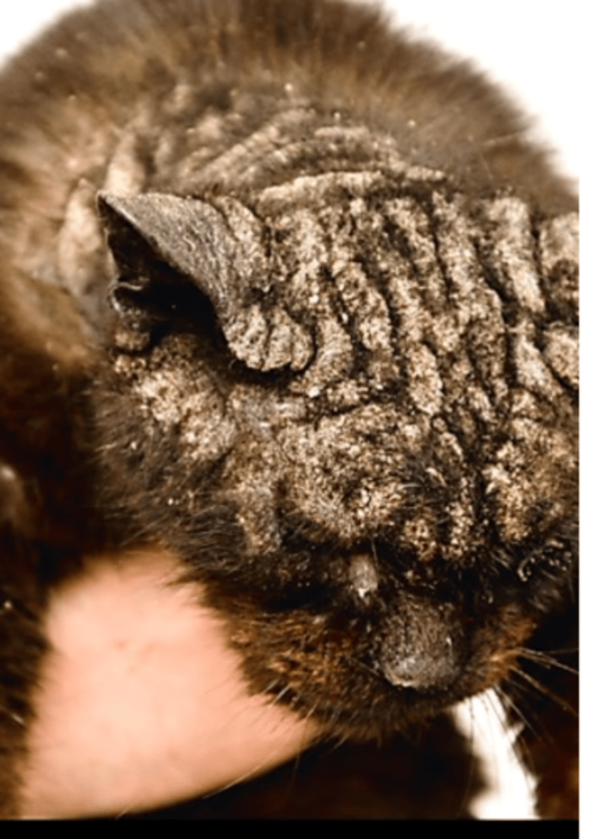 <p>Worldwide distribution but might be rare in some countries</p><p>The disease is highly contagious =&gt; all of the cats in a household or neighborhood might become infested;</p><p>Transmission: usually by direct contact (the mites might seem to survive less than 3 days in the environment);</p><p>It usually affects the adult cats but it might present as a fulminating dermatitis in kittens.</p>