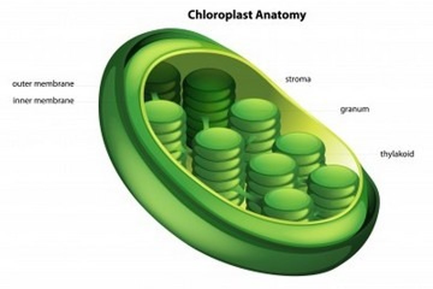 <p>In the chloroplast using chlorophyll</p>