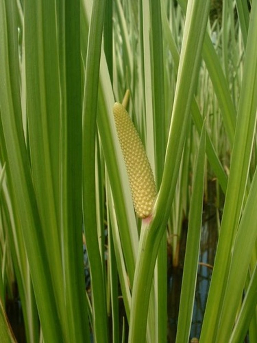 term image
