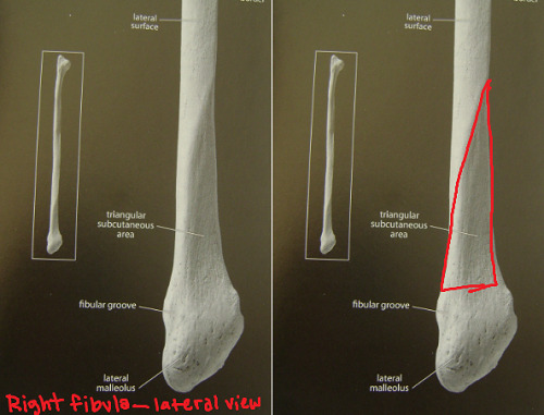 <p>on lateral surface, triangle pointing to the side it is from</p>