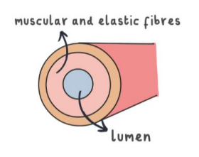 <p>Arteries carry oxygenated blood, have smaller lumen, thick wall, has no valves, high blood pressure.</p>