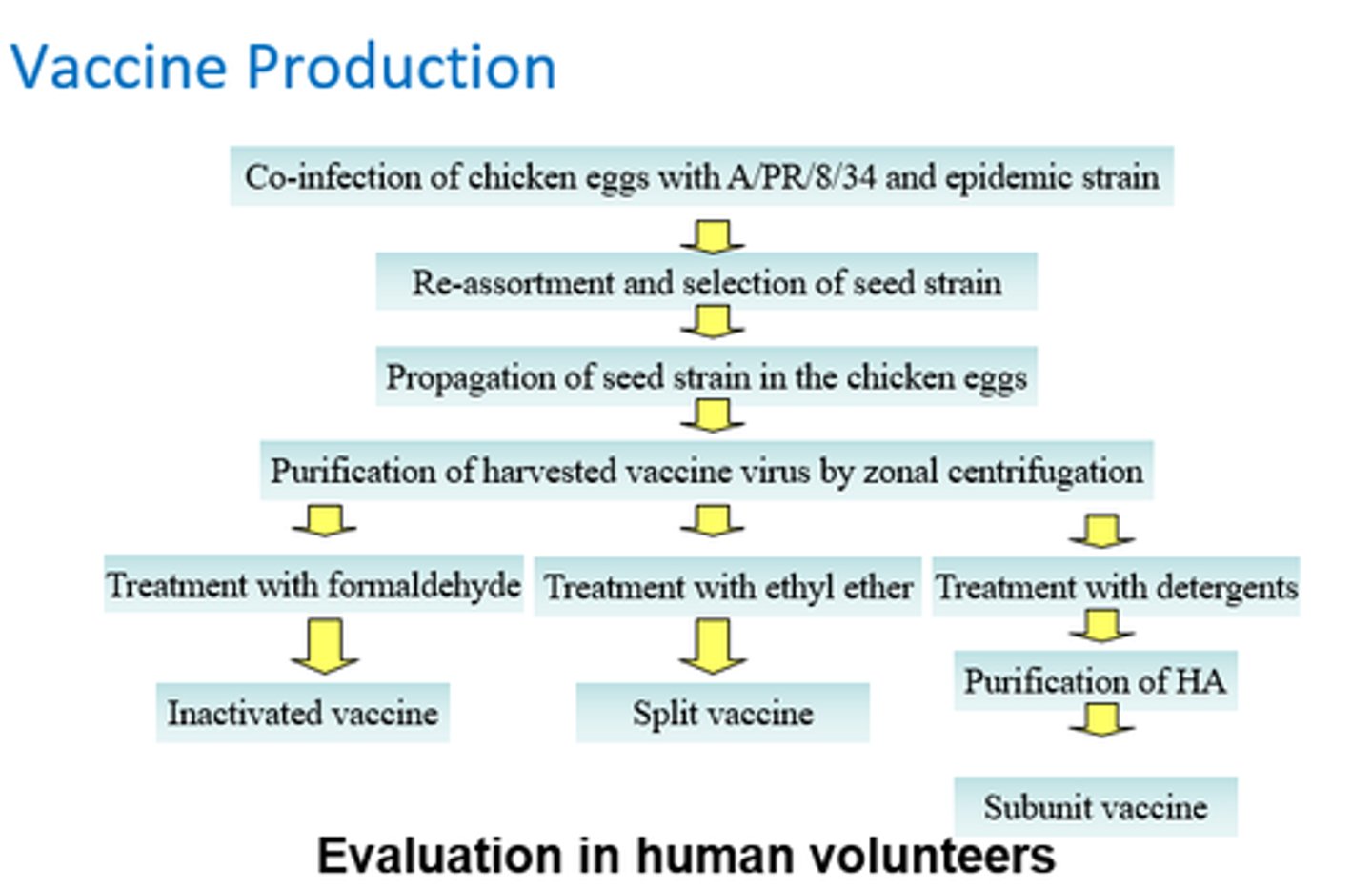 <p>- Co-infection of chicken eggs w/ strains.</p><p>- Reassortment and selection of seed strain.</p><p>- Propagation of seed strain in chicken eggs.</p><p>- Purification of vaccine virus by zonal centrifugation.</p><p>- Tx w/ formaldehyde.</p><p>= inactivated vaccine!</p>