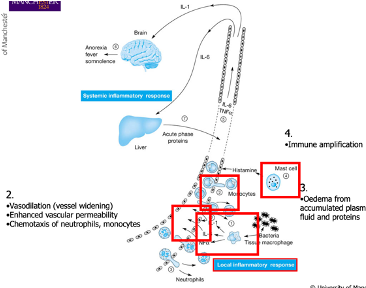 <ul><li><p class=""><strong>PRRs</strong> on <strong>macrophages</strong> recognise infection and trigger <strong>cytokine</strong> production</p></li><li><p class=""><strong>Cytokines</strong> cause:</p><ul><li><p class="">Changes in vasculature: <strong>vessel widening</strong> and <strong>increased permeability</strong></p></li><li><p class="">Recruitment of immune cells to the site of damage through leaky blood vessels</p></li></ul></li><li><p class=""><strong>Chemokines</strong> mediate recruitment, bringing additional immune cells</p></li><li><p class=""><strong>Neutrophils:</strong> Major first responders to infection, most common innate immune WBC</p></li><li><p class=""><strong>Monocytes:</strong> Recruited and can later differentiate into macrophages or dendritic cells</p></li><li><p class=""><strong>Results in oedema</strong>: Swelling due to plasma fluid and protein accumulation in response to cytokine and inflammatory product generation </p></li><li><p class=""><strong>Mast cells</strong> may also be recruited</p></li></ul><p></p>