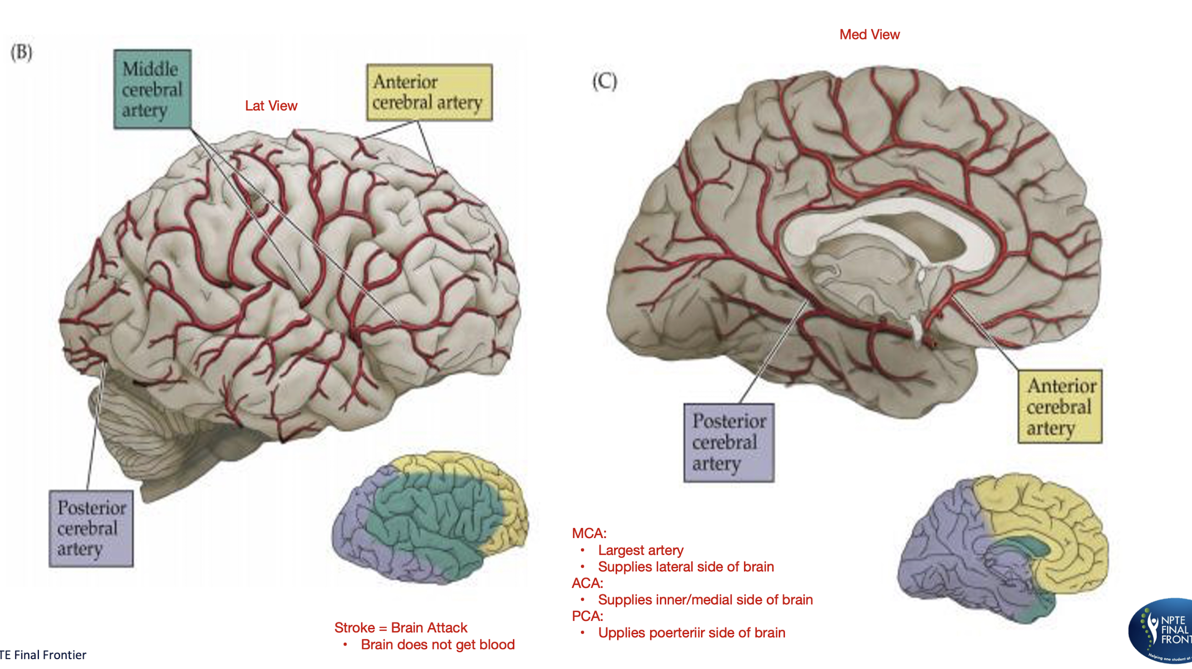 <p>Brain Anatomy:</p><ul><li><p>Stroke = ___ ___</p></li><li><p>What part of the brain does the… supply?</p><ul><li><p>MCA:</p></li><li><p>ACA:</p></li><li><p>PCA: </p></li></ul></li></ul><p></p>