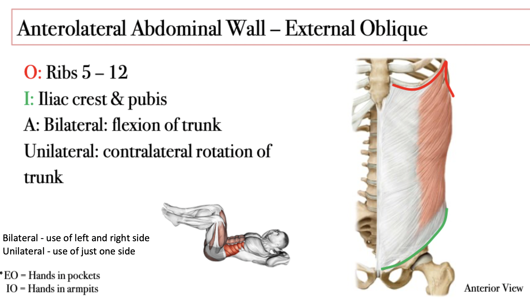 <ul><li><p><span>External Obliques point inferiorly toward the midline</span></p></li></ul>