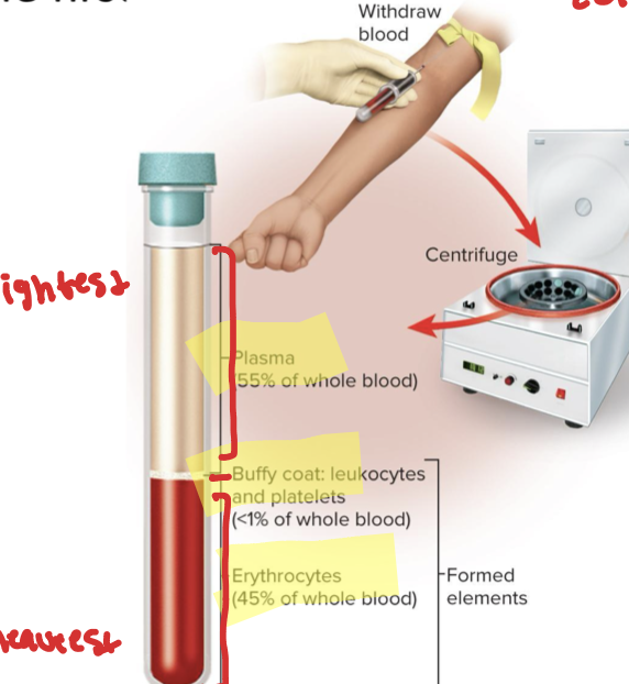 <p>HEAVIEST to LIGHTEST</p><p>-Erythrocytes (RBCs)</p><p>-Leukocytes (WBCs) + platelets (*BUFFY COAT*)</p><p>-Plasma </p><p></p>